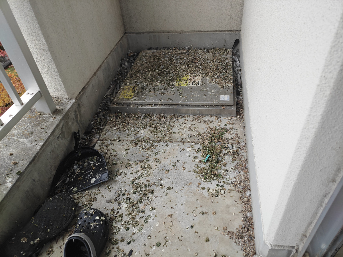 ベランダ清掃前：鳩の糞や泥汚れが目立つ床面